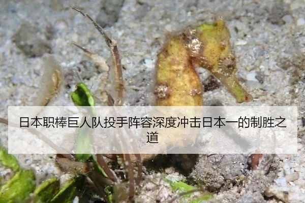 日本职棒巨人队投手阵容深度冲击日本一的制胜之道